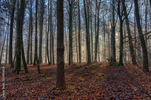 The sun penetrates the fog in the forest and conjures up contrasting shadows in the landscape © kraichgaufoto