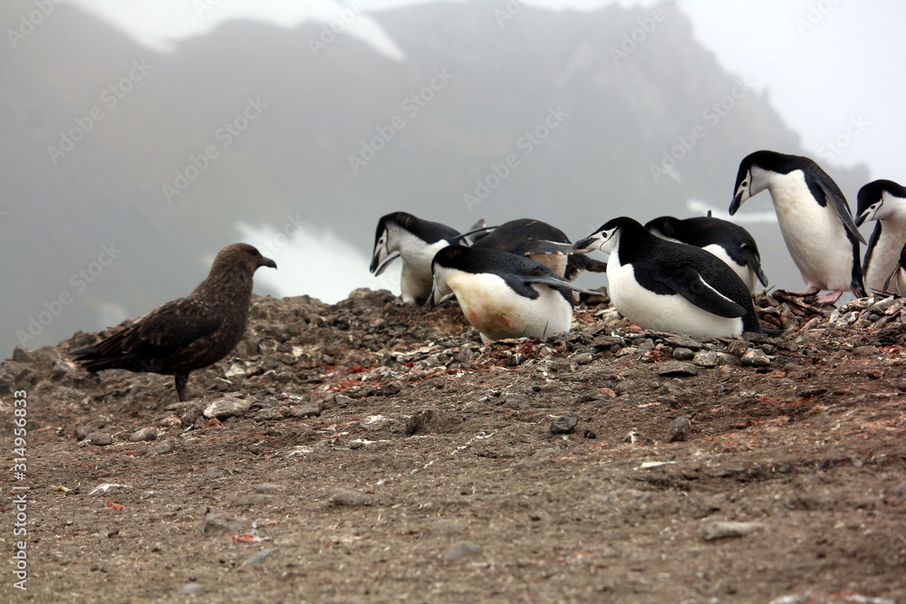 Fototapeta premium Brown Skua and Chinstrap Penguins