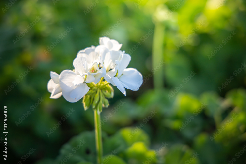 The background image of the colorful flowers