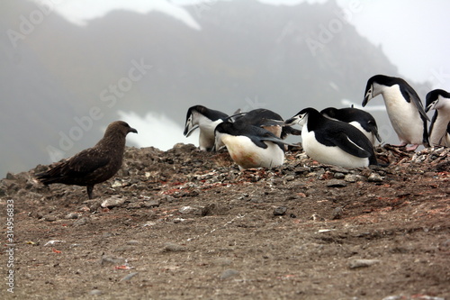 Brown Skua and Chinstrap Penguins