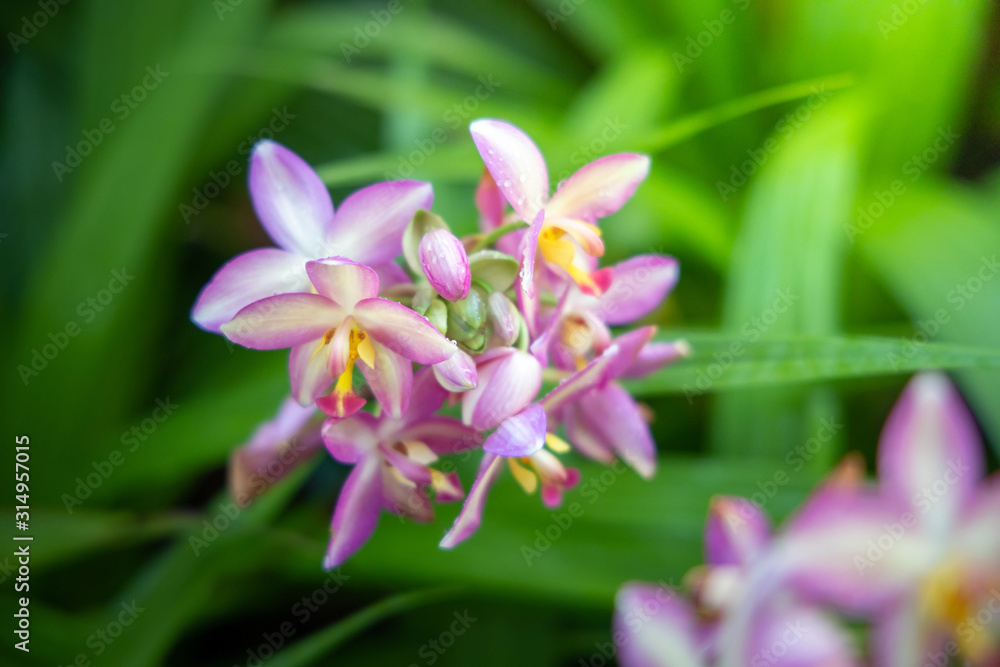 Beautiful blooming orchids in forest Beautiful blooming orchids in forest