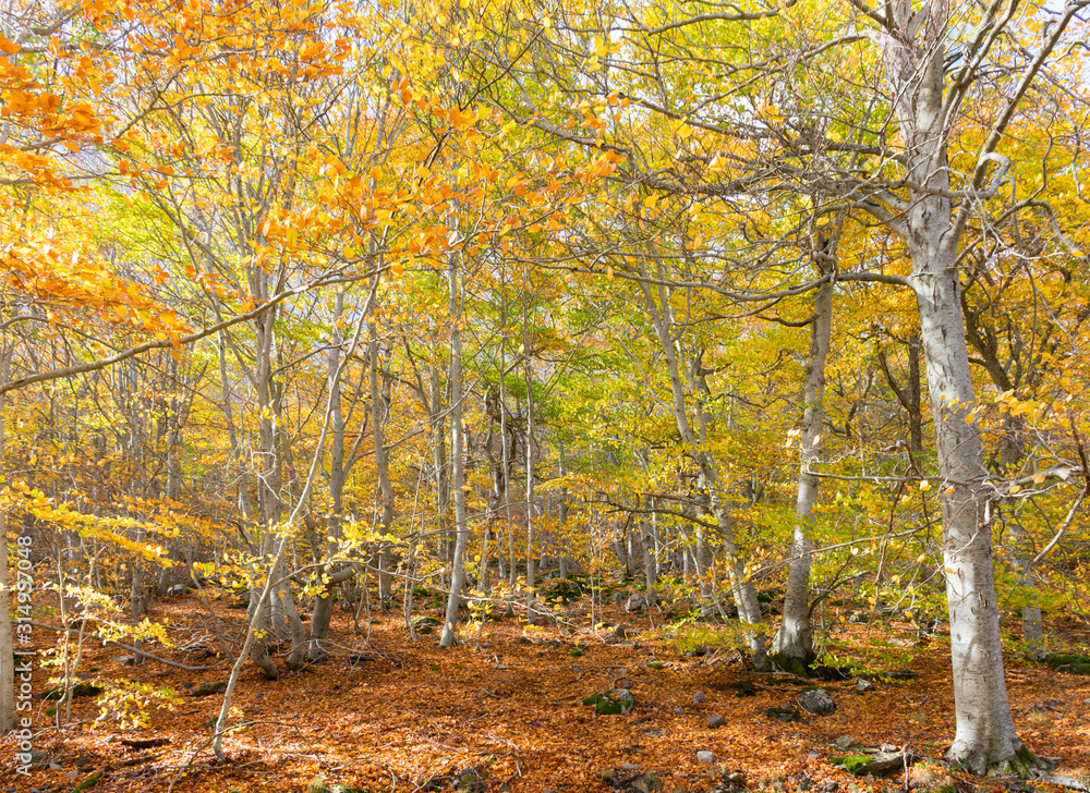 Obraz premium typical autumn landscape of a forest with yellow and brown leaves in branches and on the floor. The sunbeam rays come through the trees lighting the ground, the stones and the leaves. Horizontal photo
