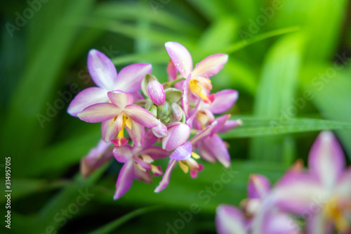 Beautiful blooming orchids in forest