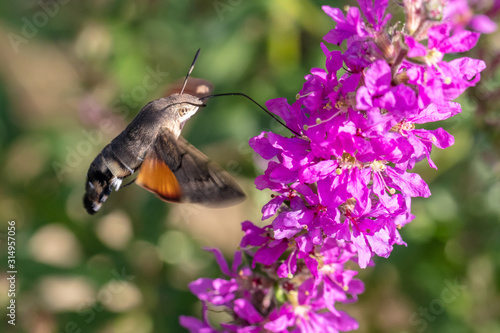 Hummingbird hawk-moth (Macroglossum stellatarum) hovers in front of a purple flower