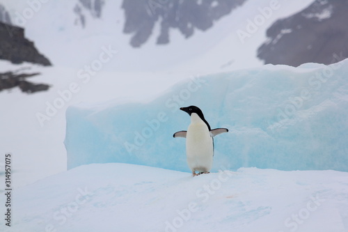Adelie Penguin on Iceberg