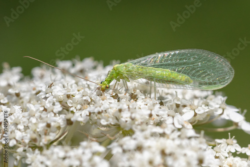 Detailed view of a Green lacewing (Chrysopidae)