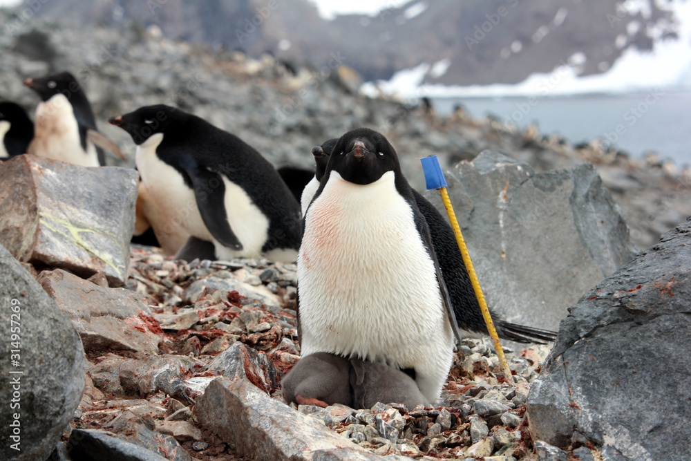 Fototapeta premium Adelie Penguin with Babies
