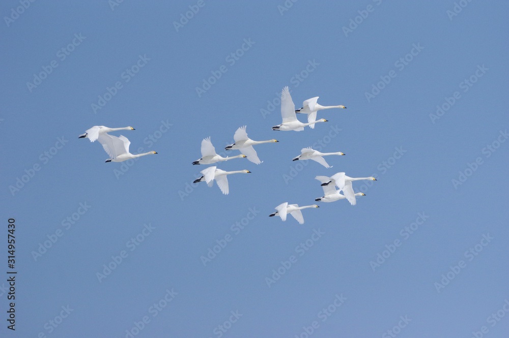 Whooper Swans in the sky, Hokkaido in Japan　青空とオオハクチョウの群れ　北海道