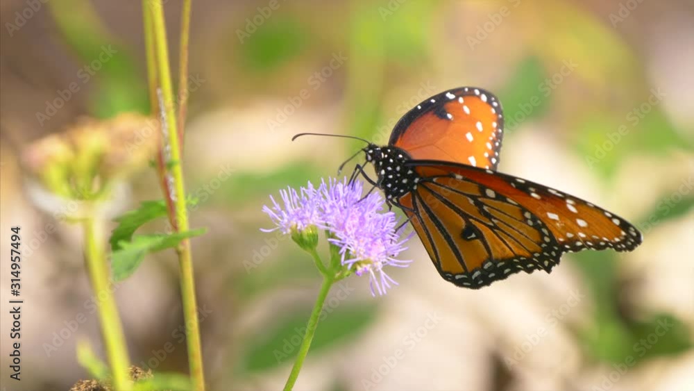 A Queen Butterfly (Danaus gilippus) feeding on a wildflower in Saguaro National Park, Sonoran Desert, Arizona A Queen Butterfly (Danaus gilippus) feeding on a wildflower in Saguaro National Park, Sonoran Desert, Arizona