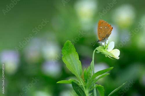 Scarce copper, Lycaena virgaureae resting on heartsease, Viola tricolor photo