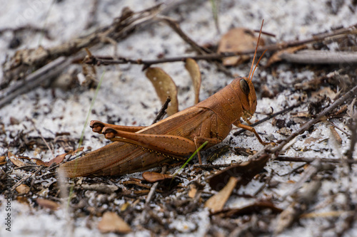 Rusty Bird Grasshopper (Schistocerca rubiginosa) at Seabranch Preserve State Park, Martin County, Florida, USA