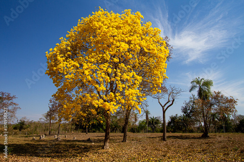 Canvas Print yellow ipe in the field