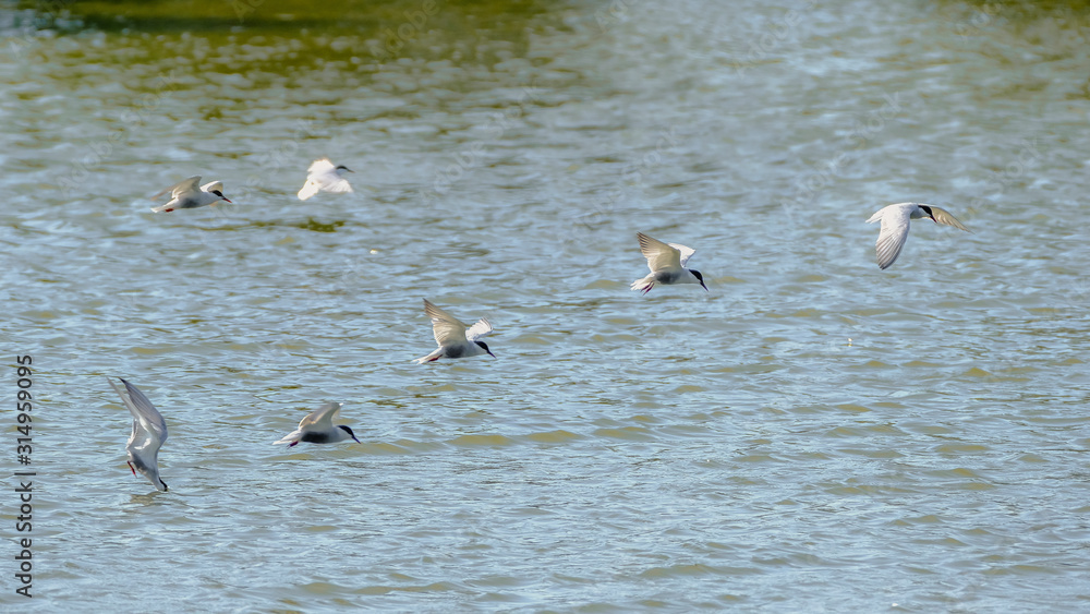 animals and birds in Queensland Australia animals and birds in Queensland Australia