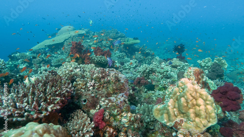 hard and soft coral at rainbow reef on the somosomo strait