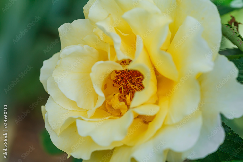 beautiful yellow rose on bush in garden. close-up flower against background of sunset.