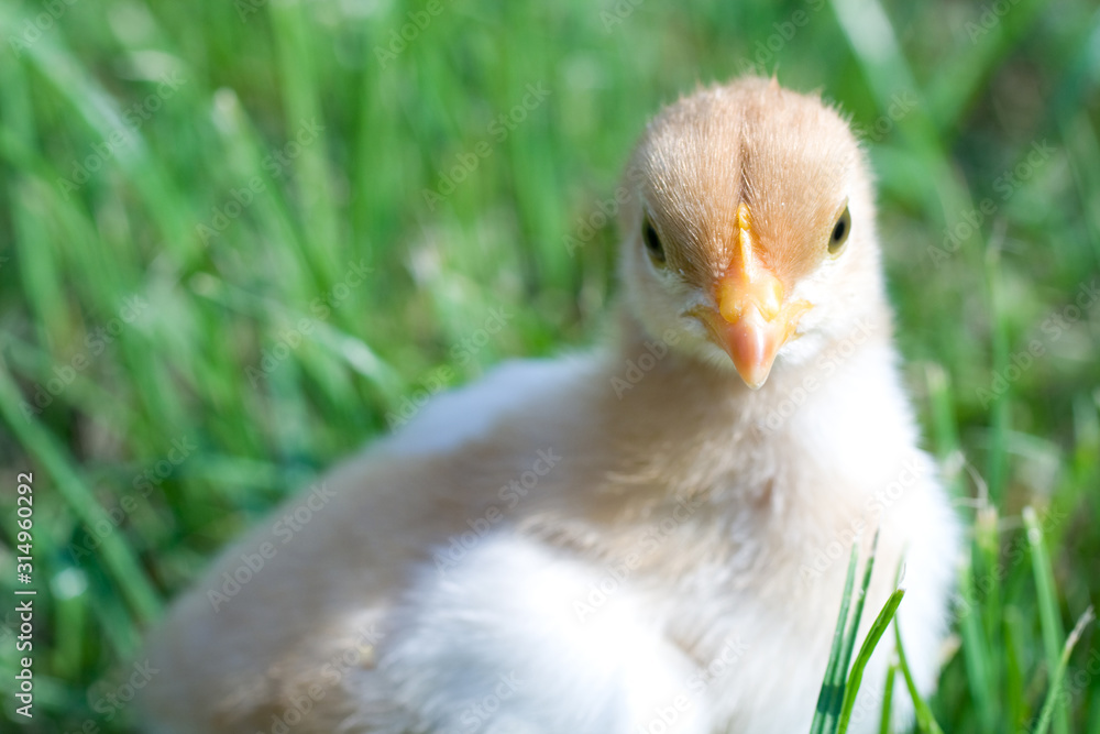 Close up shot of a small chick on green background Close up shot of a small chick on green background