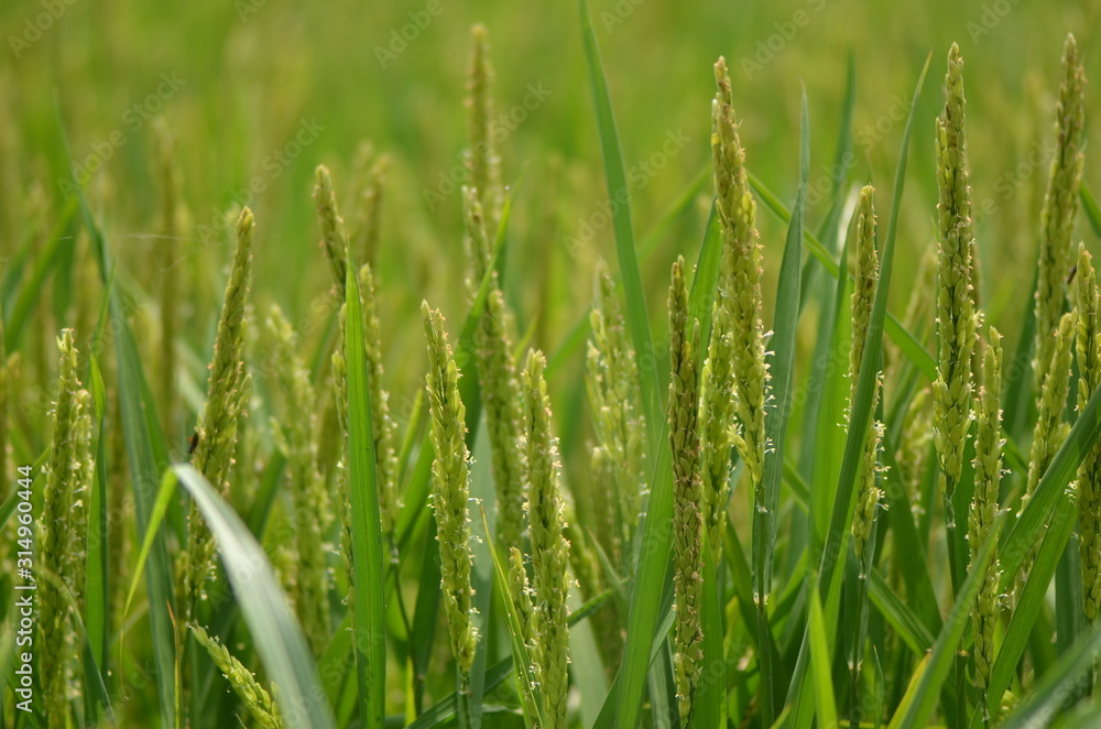 Paddy field close-up. 