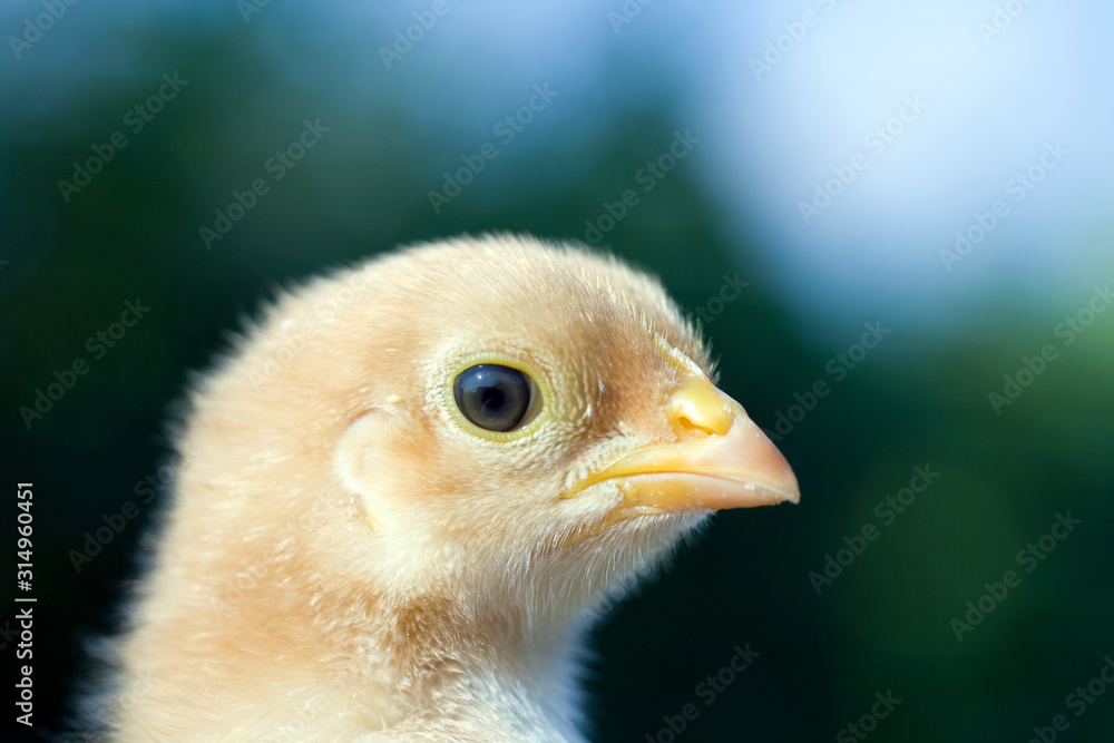 Close up shot of a small chick on green background
