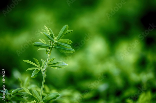 Clover seedlings close up 