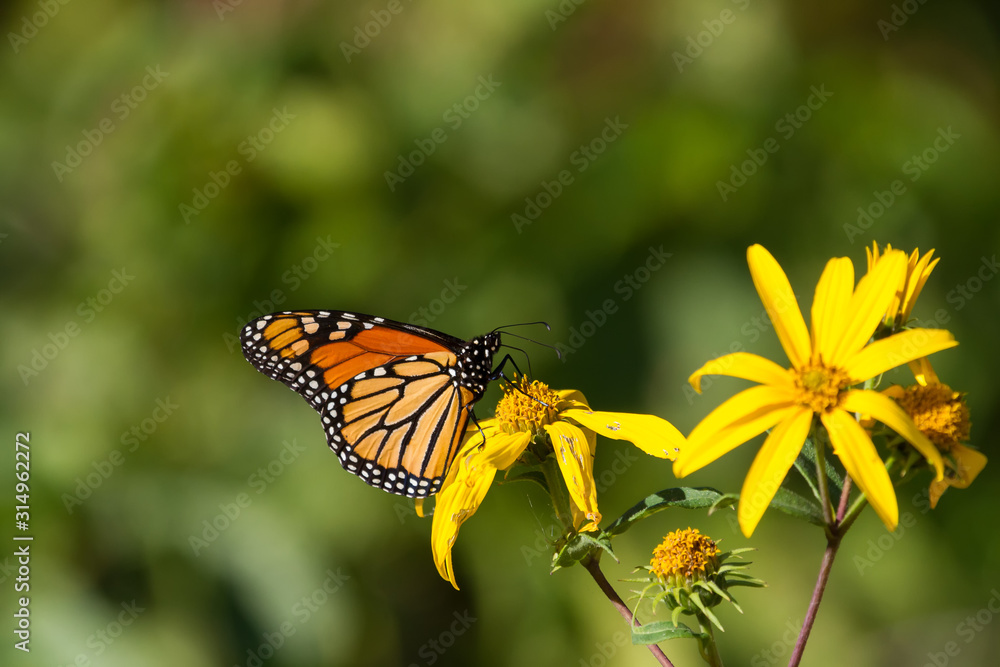 Fototapeta premium Monarch Butterfly nectaring on a woodland sunflower. 