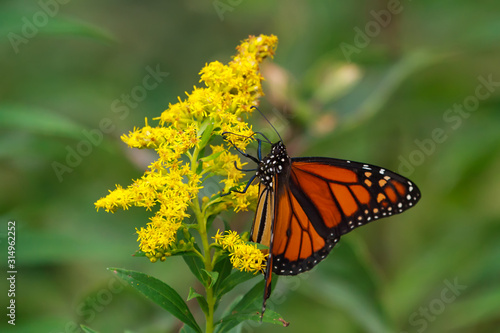 Monarch Butterfly nectaring on a goldenrod flower.  © Paul Roedding