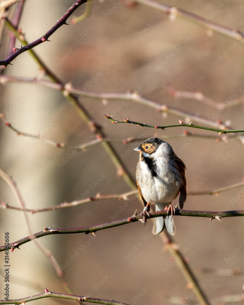 Reed Bunting Perched in a Tree Reed Bunting Perched in a Tree