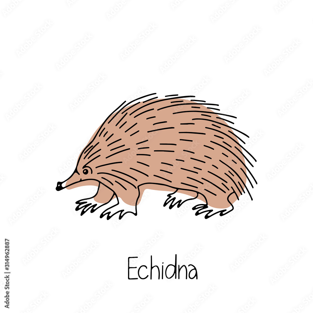 Hand drawn vector illustration animal of Australia echidna isolated on ...