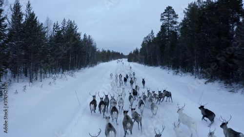 Aerial view of herd of reindeer, which ran on snow in Norway road photo