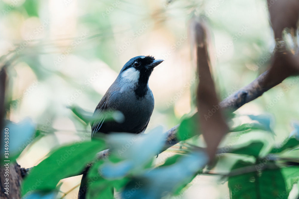 Bird (Black-throated Laughingthrush) in nature Bird (Black-throated Laughingthrush) in nature