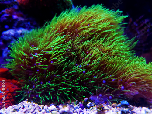 Green star polyp soft coral - briareum violaceum photo