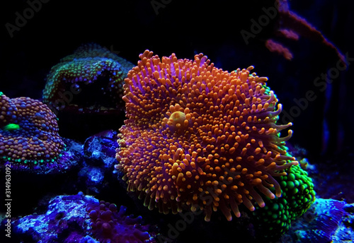 Ricordea Yuma isolated coral on frag plug