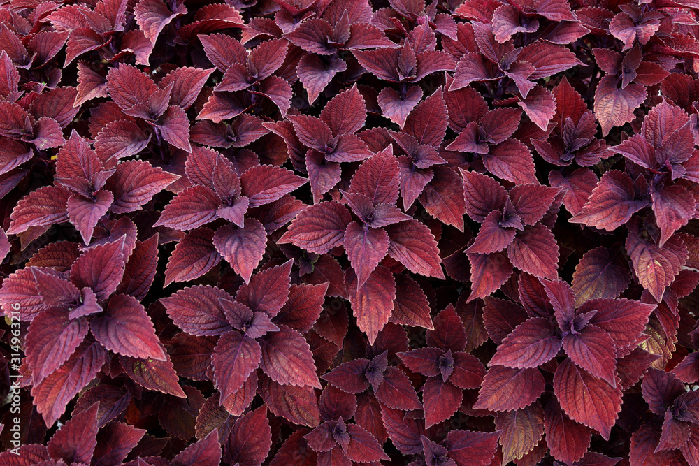 Natural floral background of burgundy Coleus Plectranthus Scutellarioides. View from above. selective focus Natural floral background of burgundy Coleus Plectranthus Scutellarioides. View from above. selective focus