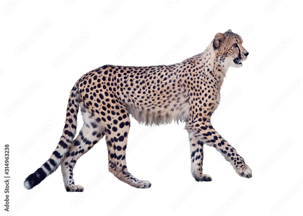 Fototapeta premium walking cheetah isolated on white