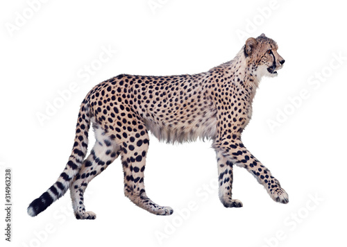 walking cheetah isolated on white