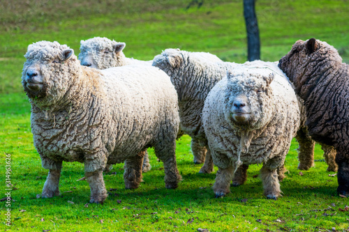 Olde English Babydoll Southdown unsheared hornless sheep on green grass meadow. The breed is small-framed sheep with short legs and teddy bear-shaped face