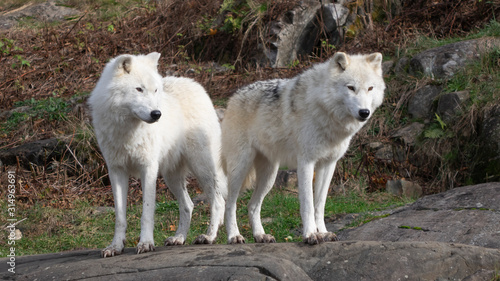 An arctic wolf in the woods