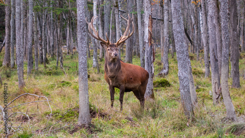 A large elk in the woods © Joe
