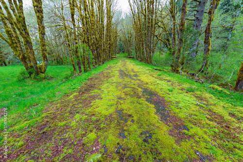A Moss Covered Road Leading to the Beaver Creek Bridge on the Olympic Peninsula  Washington  USA