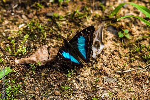 Blue Butterfly
