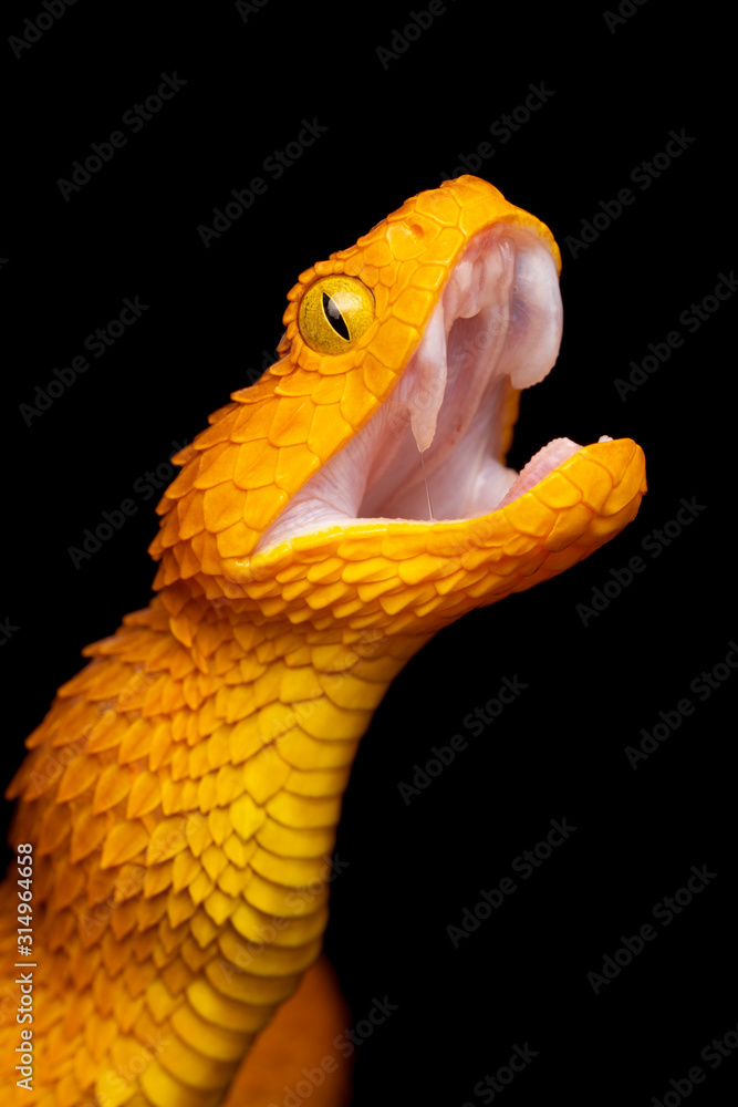 African Green Bush Viper With Open Mouth Stock Photo - Download