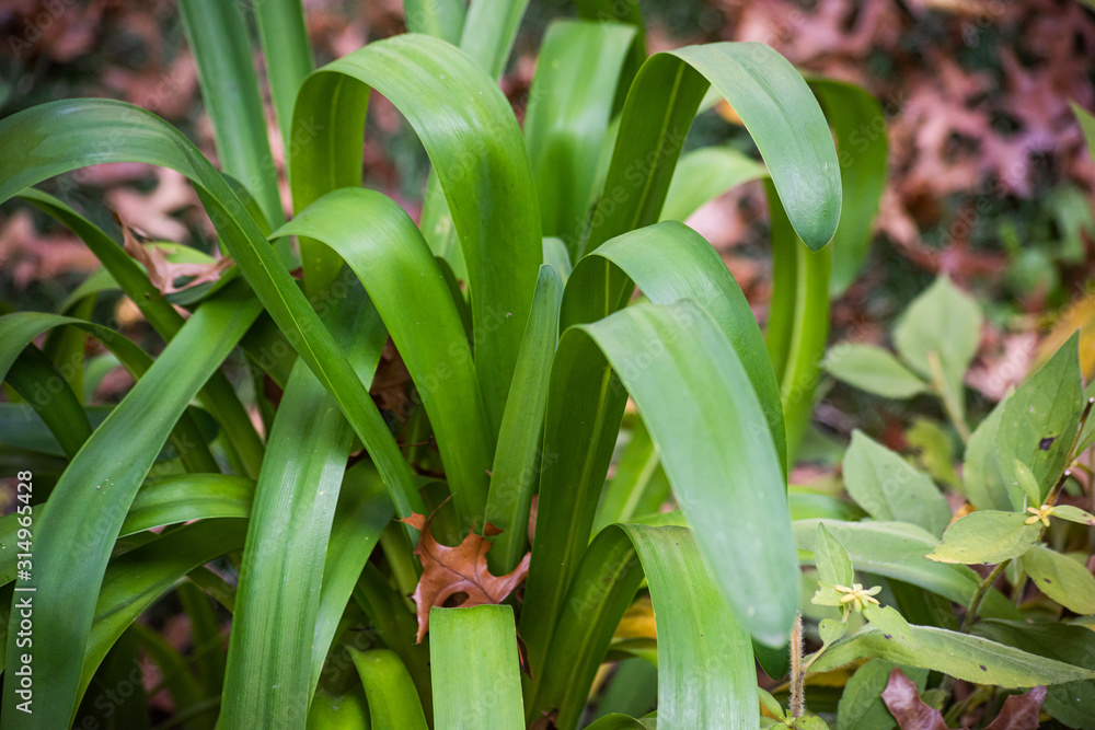 Fototapeta premium Agapanthus africanus is a flowering green plant