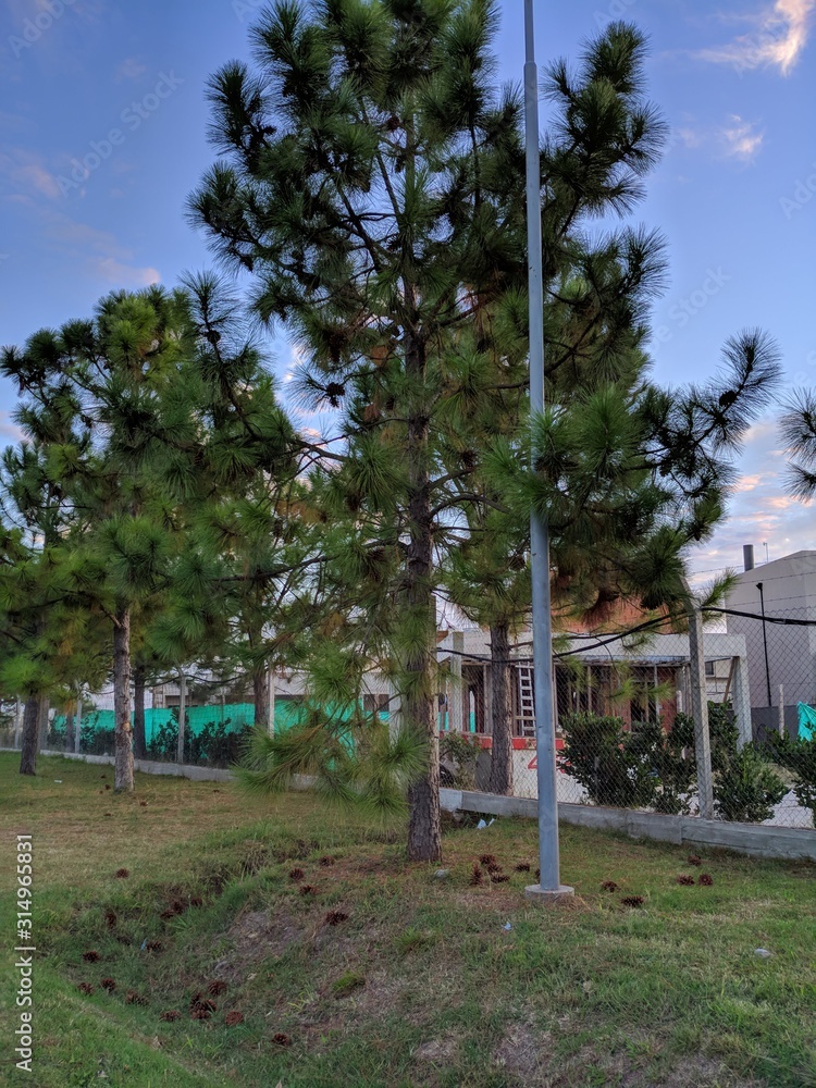 Fototapeta premium pinos