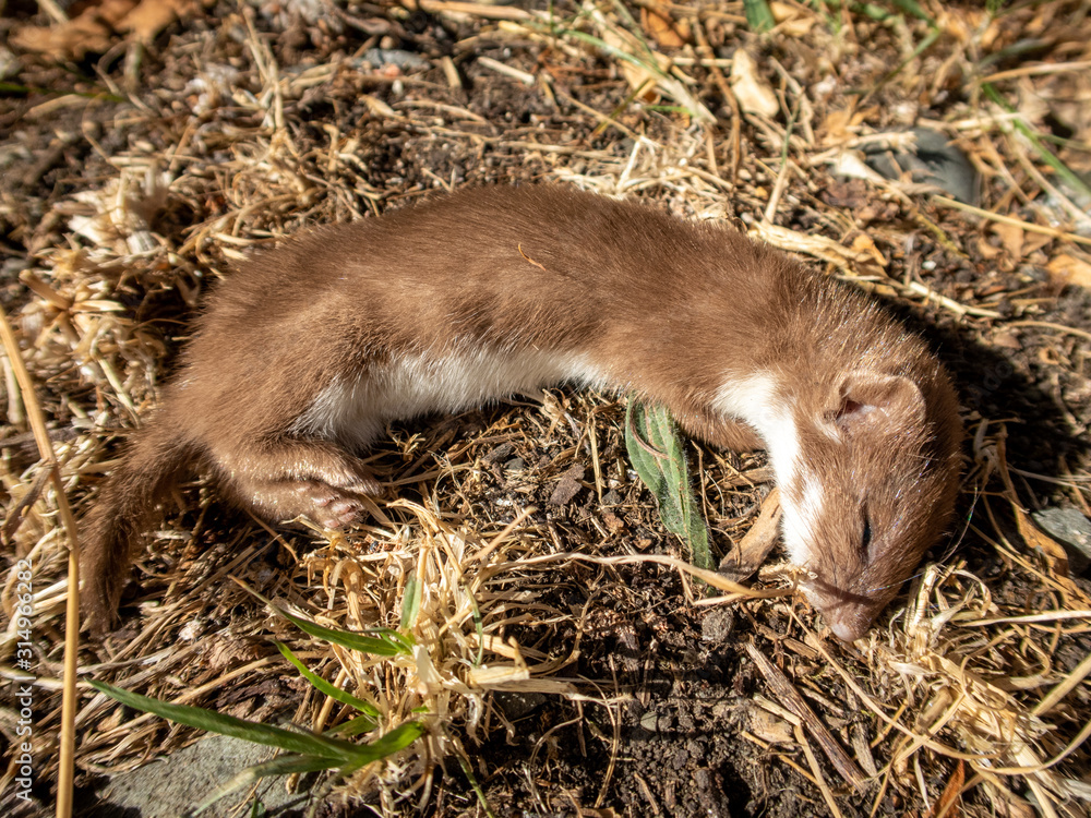 Fototapeta premium A freshly killed stoat found in a coastal area with native birds in danger