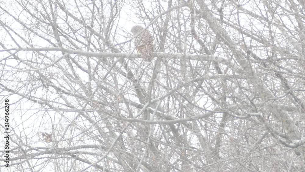 Dense snowfall partially hiding owl perched on a tree in the distance - HD 24fps Dense snowfall partially hiding owl perched on a tree in the distance - HD 24fps