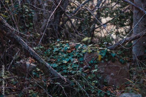 piedra cubierta por hojas veres húmedas rodeadas de ramas en un frondoso bosque