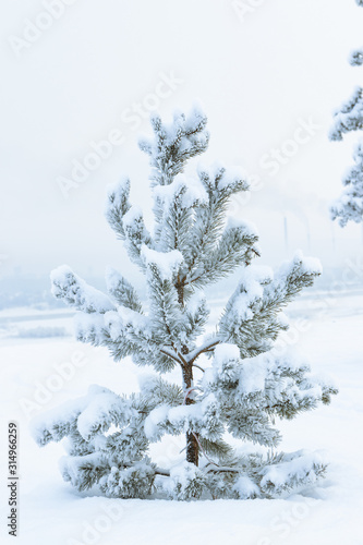 Winter landscape - young little pine tree covered with snow