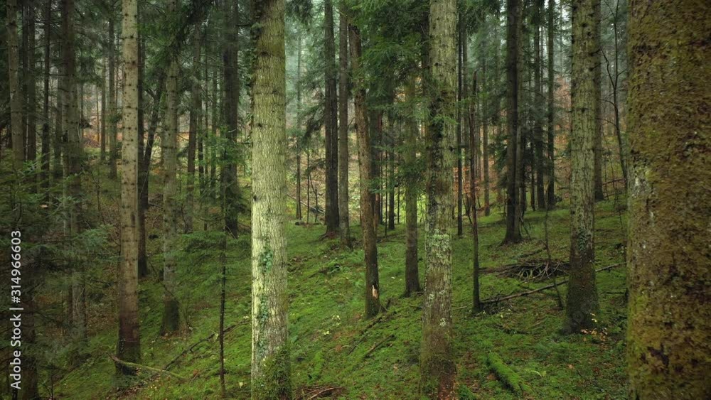 Flying backwards trough a forest, slow motion. Magic green coloured woodland. Flying backwards trough a forest, slow motion. Magic green coloured woodland.