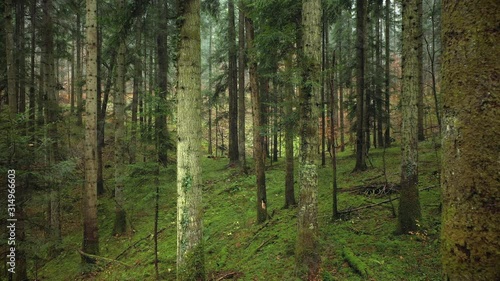 Wallpaper Mural Flying backwards trough a forest, slow motion. Magic green coloured woodland. Torontodigital.ca