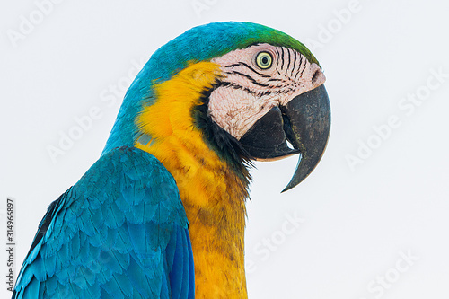 caninde macaw 2