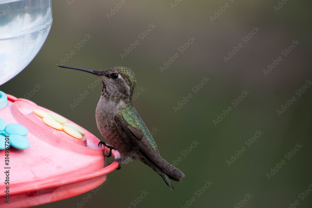 Fototapeta premium Beautiful and colorful hummingbirds flying around a feeder